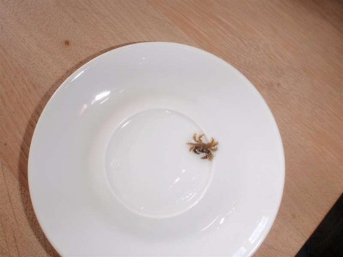 P9010211 (Large).JPG