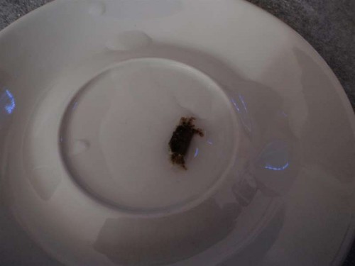 P9010208 (Large).JPG