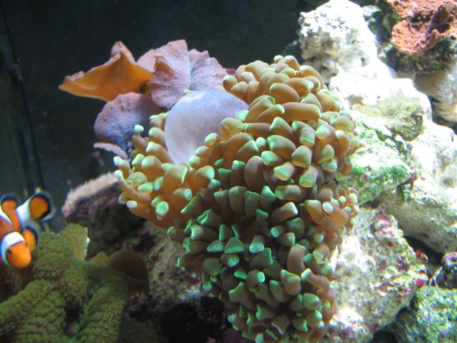 Billede 013 (Small).jpg