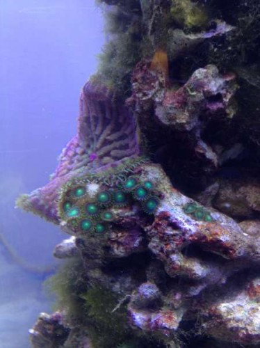 Uge 46 (11).JPG (30.48 KiB) Vist 1939 gange Anemone og Zoa's