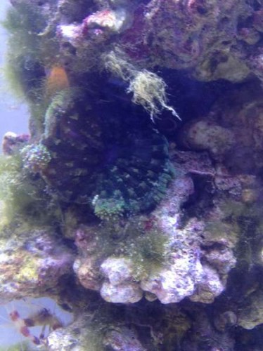 Anemone II