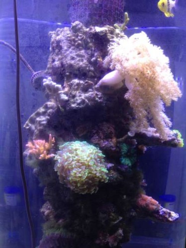 Euphyllia