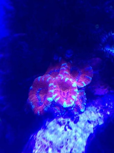 Crazy colors I