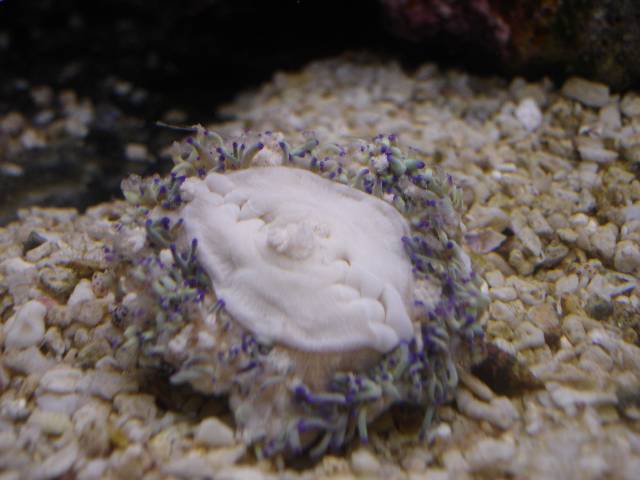 Anemone deler sig.jpg