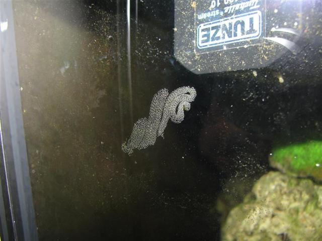 Billede 018 (Medium) (Small).jpg