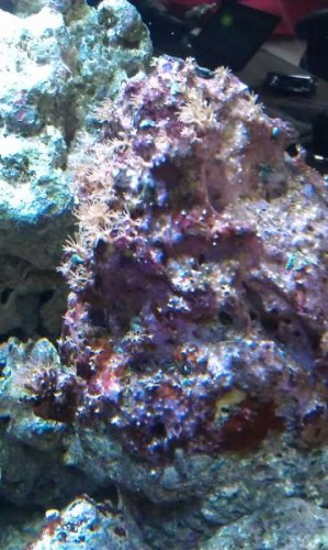 IMAG2111.jpg (39.92 KiB) Vist 6998 gange Min pachyclavularia har ikke så mange "arme" som tidligere.