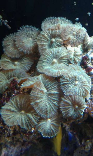 IMAG2113.jpg (36.18 KiB) Vist 6998 gange Gror en smule, men ser lidt brune ud ifht, tidligere.