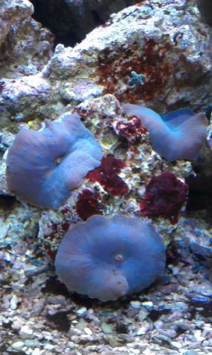 IMAG2114.jpg (38.92 KiB) Vist 6998 gange Disse skiver vokser og deler sig.