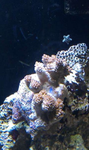 IMAG2115.jpg (31.55 KiB) Vist 6985 gange Kenya træet skrumper