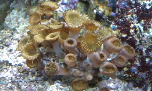 IMAG2116.jpg (54.93 KiB) Vist 6985 gange Lidt mindre farve, og ser bare ikke så flot ud som tidligere