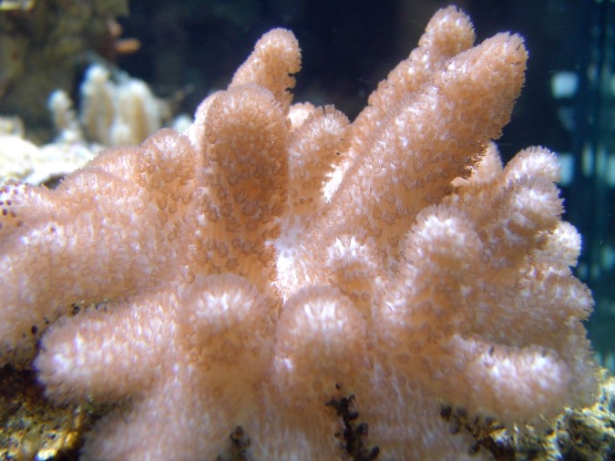 lobophyton.jpg