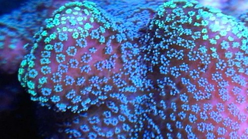 IMAG0247.jpg (63.22 KiB) Vist 892 gange Stylopora nærbillede