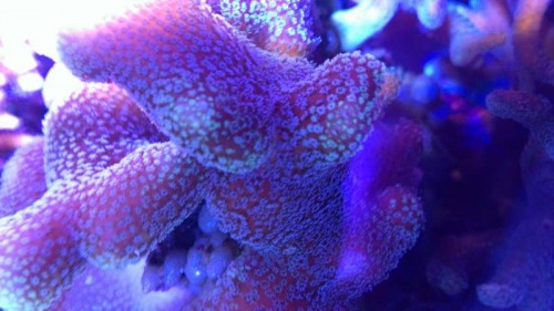 IMAG0243.jpg (44.07 KiB) Vist 892 gange Samme Stylopora, taget lidt længere fra