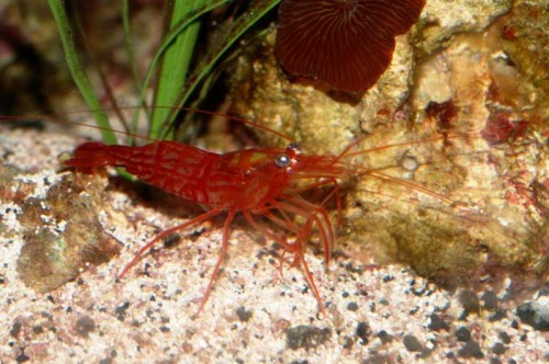 Lysmata wurdemanni .JPG