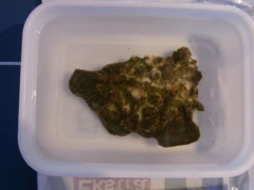 2.JPG (25.7 KiB) Vist 2344 gange Som man kan se er korallen ikke på toppen. Men der er absolut potentiale for nogle gode fragmentstykker.