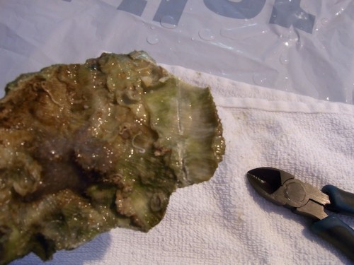 3.JPG (128.3 KiB) Vist 2335 gange Jeg skær med dremlen på bagsiden af korallen. Jeg har valgt ikke at skære hele vejen igennem for at undgå at smadre det bløde væv alt for meget da snittet bliver enormt varmt. Jeg bruger istedet en lille bidtang til knække stykket af. Det fungerer helt fint.