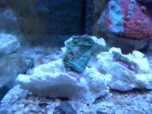 RIMG0745.JPG (128.86 KiB) Vist 2335 gange I akvariet med dem. De blev meget pæne ;)