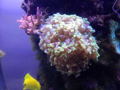 Euphyllia