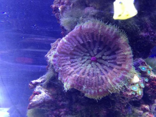 15cm skiveanemone
