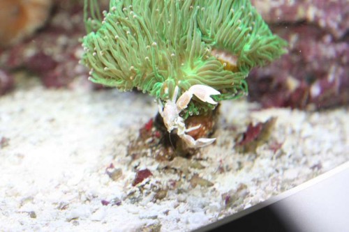 Akvarie 020 207.JPG