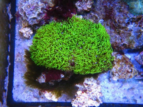 Clavularia viridis.JPG