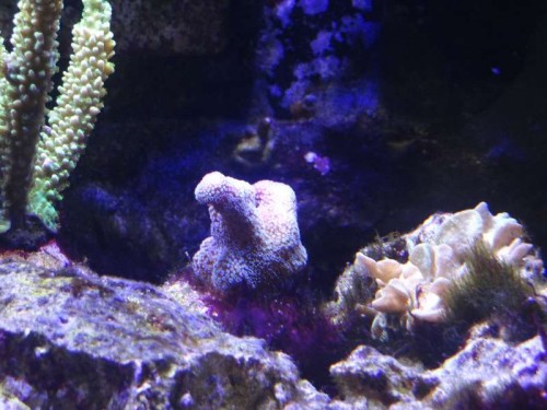 Stylophora Pavona og alger.JPG