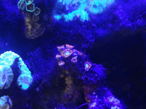 Zoas alger og glasroser.JPG