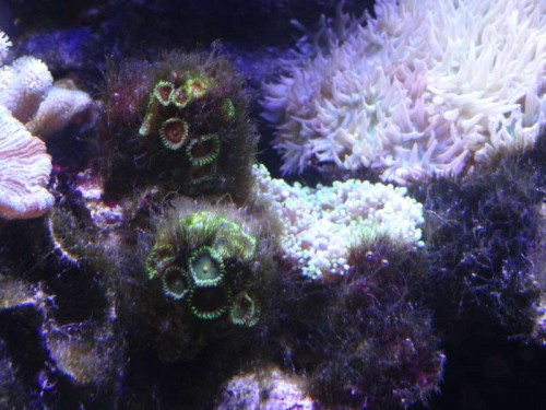 Zoas med alger.JPG