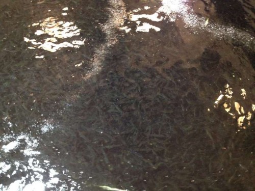 Smolt.JPG (60.02 KiB) Vist 3408 gange Laksesmolt