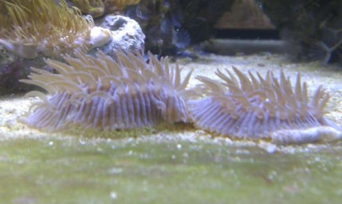 Fungia