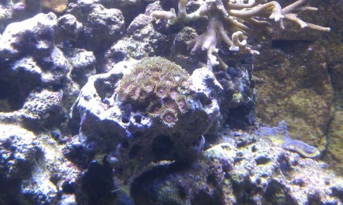 Zoa