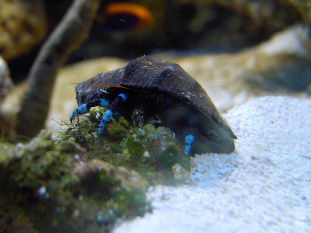 Calcinus elegans.jpg