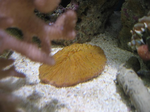 orange fungia