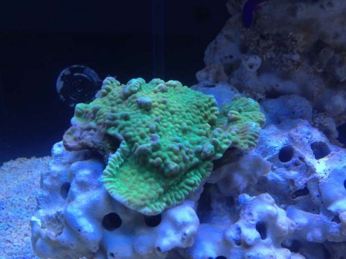 Grøn montipora danae