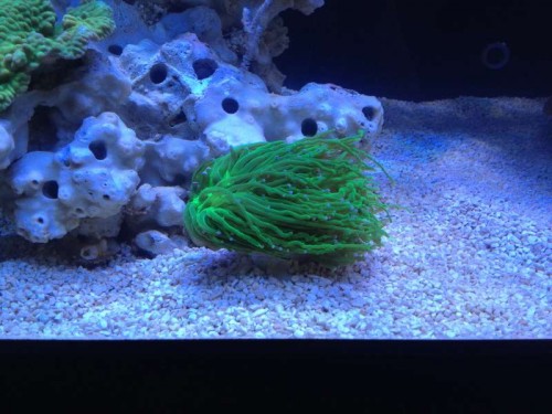 Fluorescerende grøn Eyphyllia glabrescens