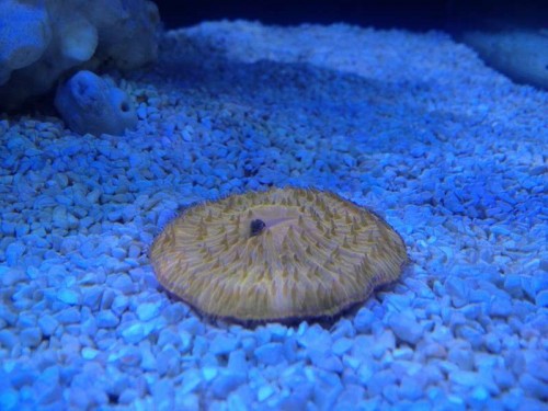 Orange fungia