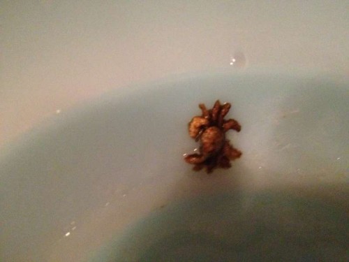 krabbe 001.jpg (24.87 KiB) Vist 7137 gange Måske mindre god krabbe