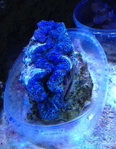 okt 2012 034.jpg (39.84 KiB) Vist 7137 gange Sneglefælde