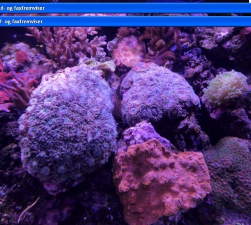 acans.JPG