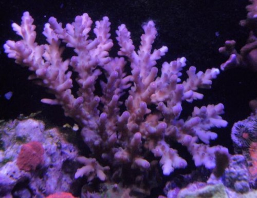 acropora.JPG