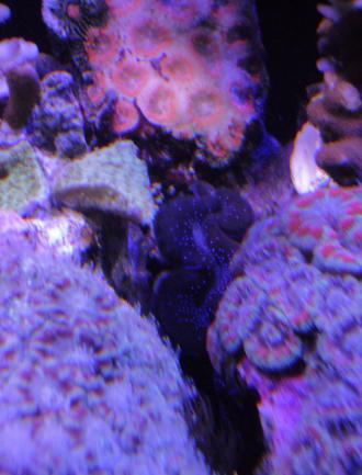 gemt tridacna.JPG