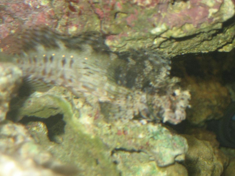 Billede 033.JPG