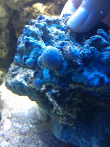 IMG_20121021_161105.jpg
