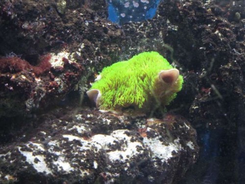 Briareum stechei