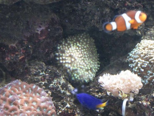 Goniopora sp.
