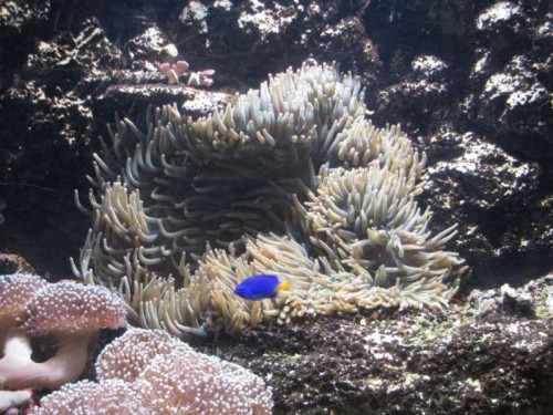 Heteractis magnifica - Søanemone (27 cm.)