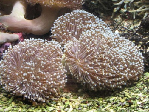 Sarcophyton trocheliophorum - Læderkoral (udsnit 1)