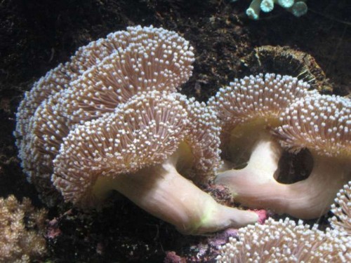 Sarcophyton trocheliophorum - Læderkoral (udsnit 2)