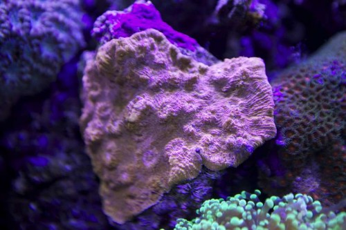 IMG_2348.jpg