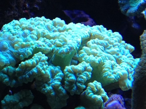 Caulastrea.JPG